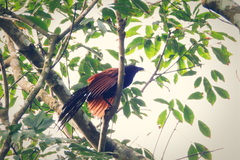 Centropus sinensis