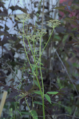 Aegopodium podagraria