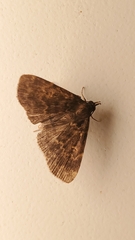 Idia lubricalis