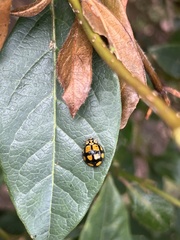 Harmonia testudinaria