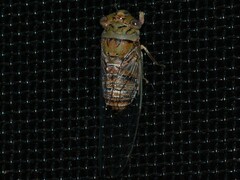 Macrotristria intersecta