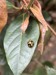 Harmonia testudinaria
