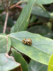 Harmonia testudinaria