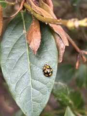 Harmonia testudinaria