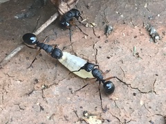 Polyrhachis femorata