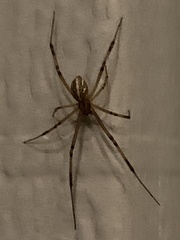 Latrodectus hesperus