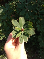 Myrica