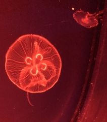 Aurelia aurita