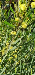 Acacia stricta