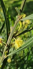 Acacia stricta