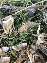 Ottochloa gracillima