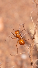 Melophorus bagoti