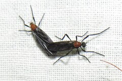 Plecia