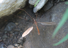 Holorusia hespera