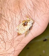 Chalcoscelides castaneipars