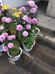 Chrysanthemum morifolium