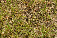 Cicindela longilabris