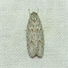 Phylomictis sarcinopa