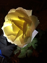Rosa