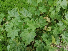 Malva pusilla