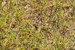 Cicindela longilabris