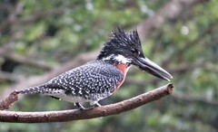 Megaceryle maxima maxima