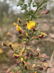 Bossiaea obcordata