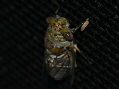 Macrotristria intersecta