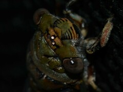 Macrotristria intersecta