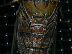 Macrotristria intersecta