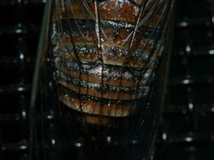 Macrotristria intersecta