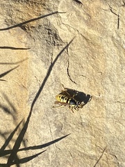 Vespula atropilosa