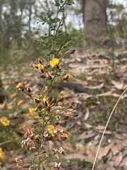 Bossiaea obcordata