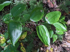 Smilax