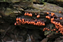 Hemitrichia decipiens