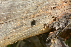 Phidippus cryptus