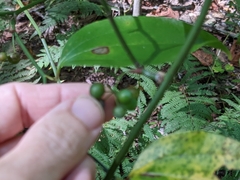 Smilax