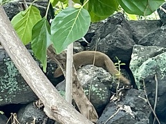 Urva auropunctata
