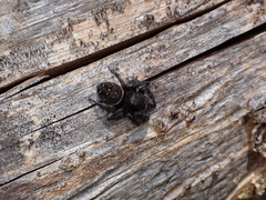 Phidippus cryptus
