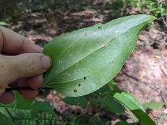 Smilax