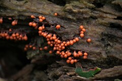 Hemitrichia decipiens