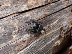 Phidippus cryptus