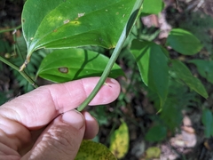 Smilax