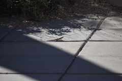 Uta stansburiana elegans