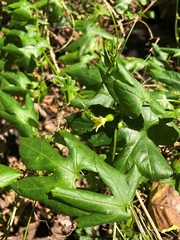 Diplocyclos palmatus