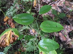 Smilax