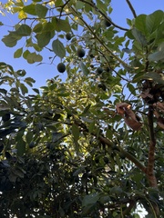 Persea americana