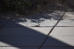 Uta stansburiana elegans