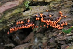 Hemitrichia decipiens