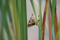 Catocala grynea